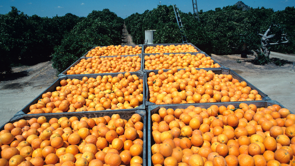 Costa Rican Orange Production and Exports Expected to Rebound in 2022 Despite Battle with HLB