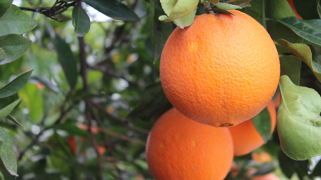 2021-22 CA Navel and Mandarin Forecast Down from Initial Estimates
