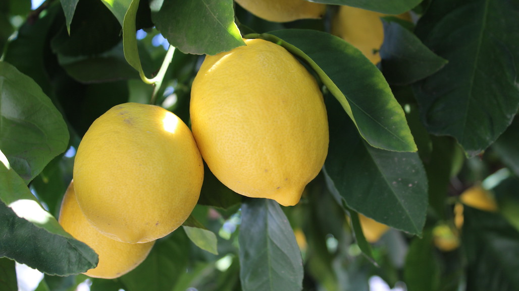 Citrus Growers Welcome Rain and Anticipated Cold Weather