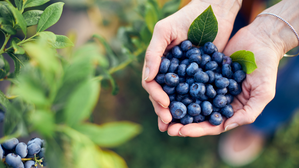 New Research Findings: The Heart Loves Blueberries