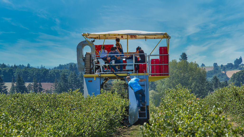 Carbon Sequestration’s Impact on Blueberries