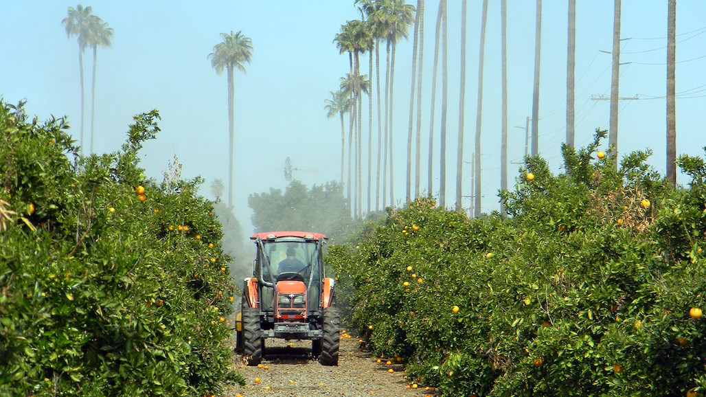 Areawide, Coordinated ACP Treatment Participation More Important Than Ever For Citrus Growers