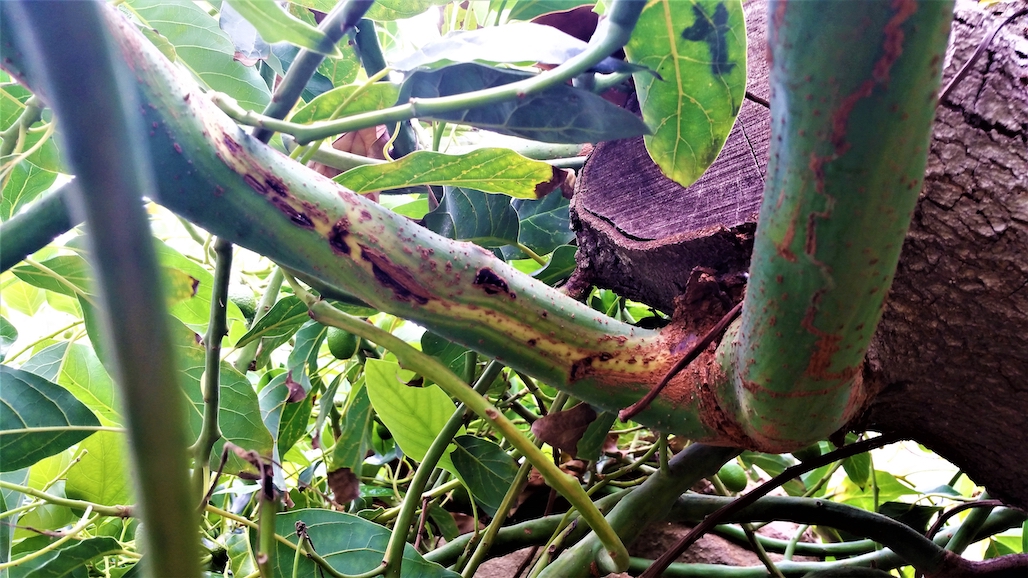 CA Avocado Disease Management Webinar, FEB. 16