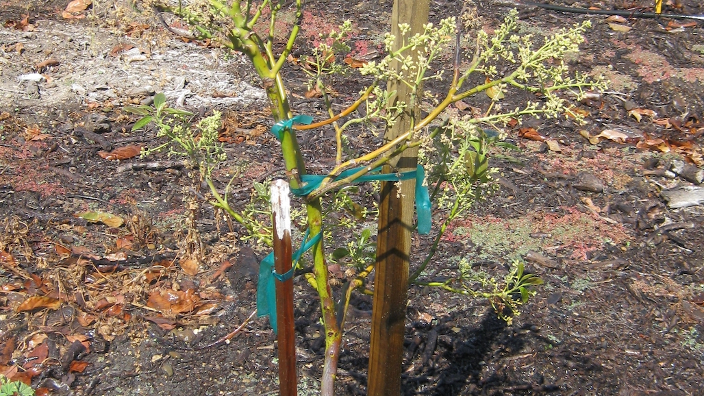 Research Indicates Paint Not Effective At Protecting Young Avocados From Herbicide Drift