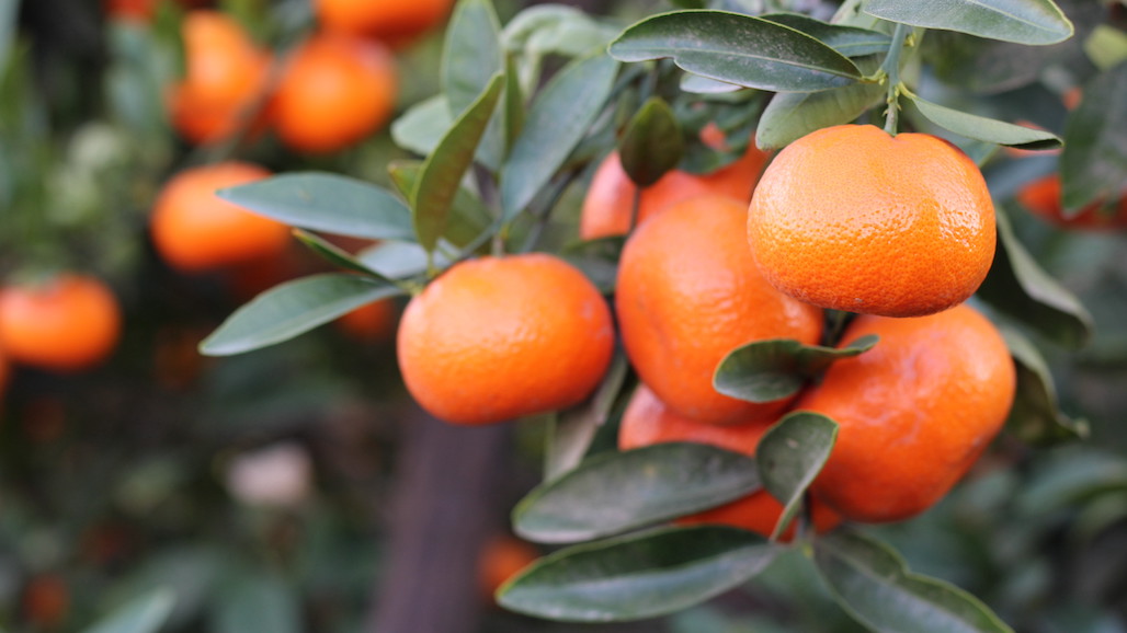 Challenges for the Japanese Citrus Market