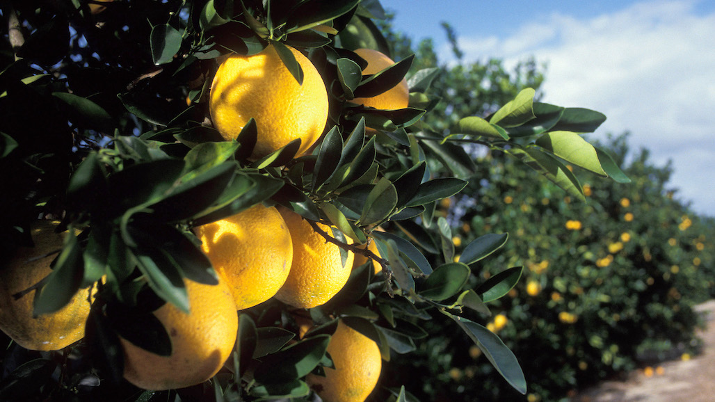 Despite Production Challenges, Egypt to Continue as World’s Largest Fresh Orange Exporter