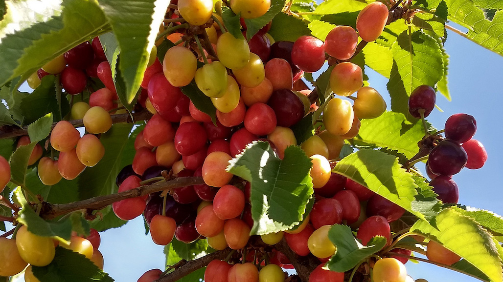Grant to Support Affordable Testing to Fight Little Cherry Disease