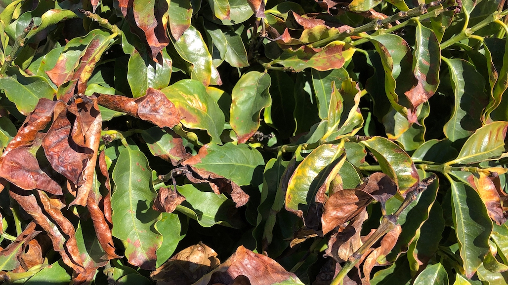 Growers Experience Minor Frost Damage on SO CAL Avocados