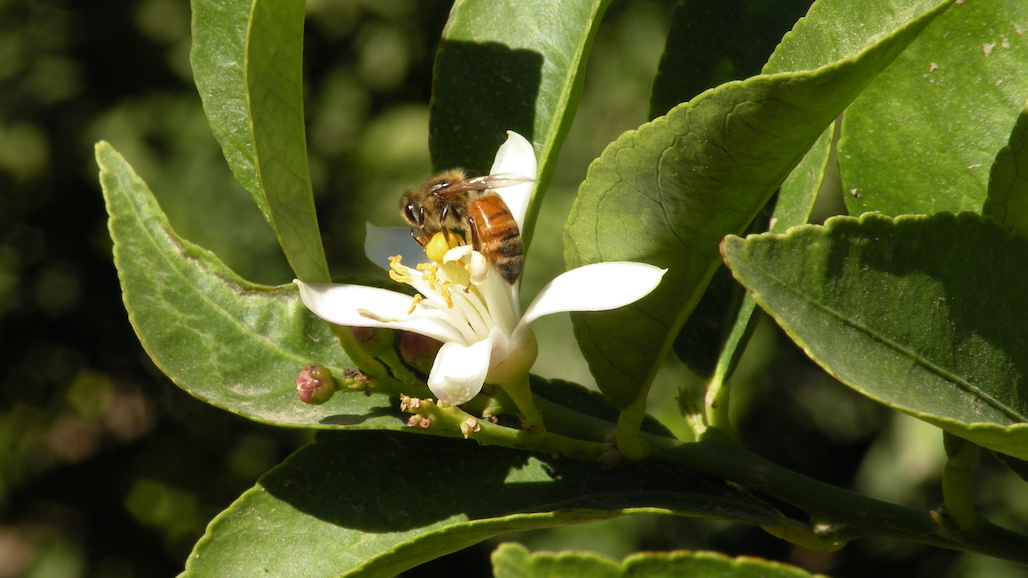 DPR Proposes Regulatory Restrictions on the Use of Neonicotinoids to Protect Bees