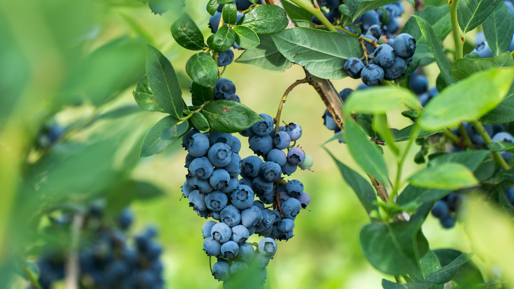U.S. Highbush Blueberry Council Seeks Nominees for Importer 2, 3, 4 and Exporter 2, 3, 4 Positions