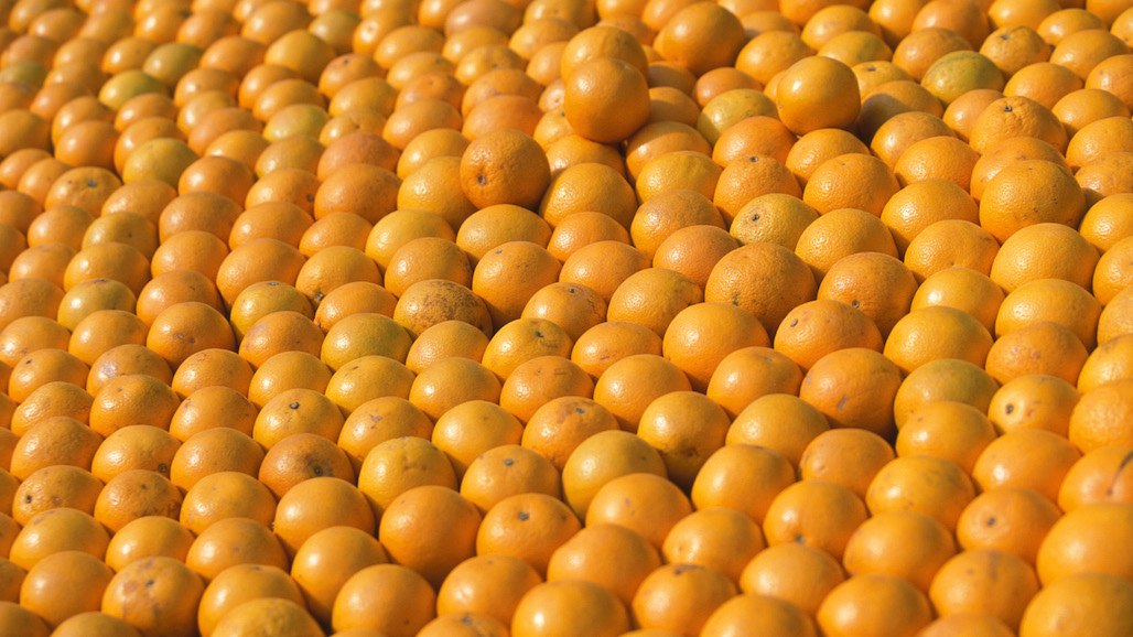 CA Valencia Orange Production Forecast At 17.2 Million Cartons