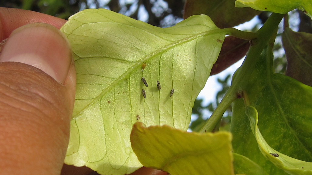 Fresno County Vacancy on Citrus Pest & Disease Prevention Committee