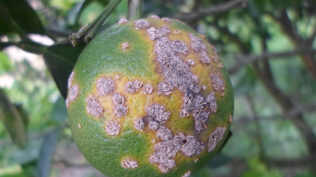 Citrus Canker in Nursery Stock Sold to CA, CDFA & USDA Take Action to Identify & Destroy Affected Plants