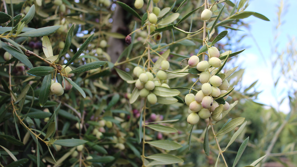 Water Management Strategies for Hedgerow Olive Orchards in California