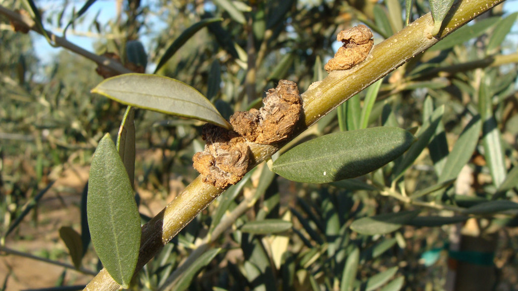 UCCE Experts Share the Latest in Olive Disease Management