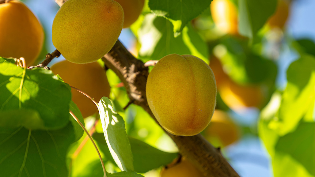 Fruit World Reports High Quality, But Lower Volume, For Early Season Central Valley Stone Fruit