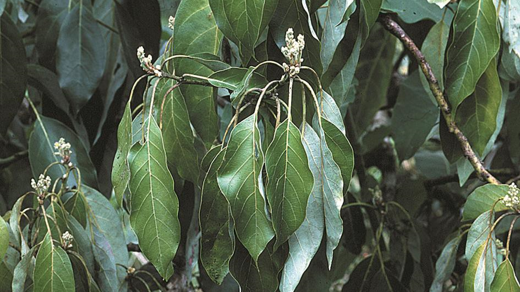 Tips to Save Avocado from Root Rot