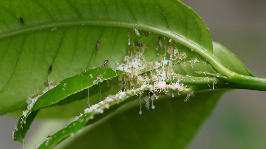 Asian Citrus Psyllids Found in Fresno County