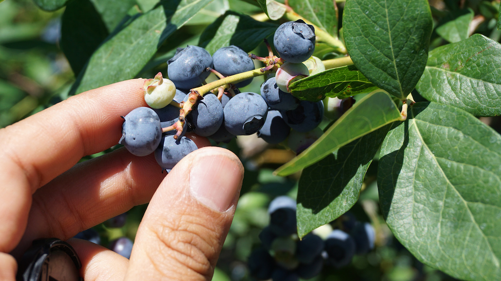 California Represented in First-Ever National Blueberry Industry Leadership Program