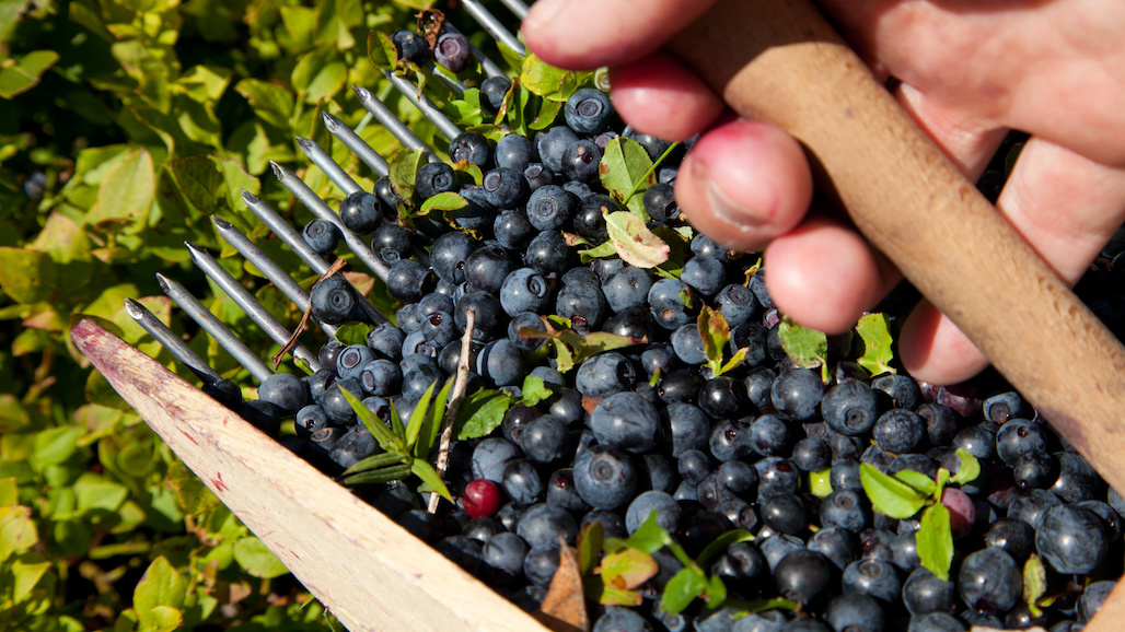 Women in Blueberries Webinar Series