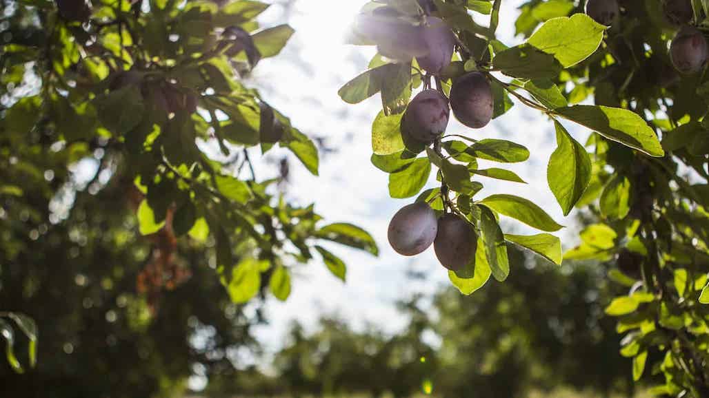 Mechanical Pruning Trial in ‘French’ Prune – Through Year Three