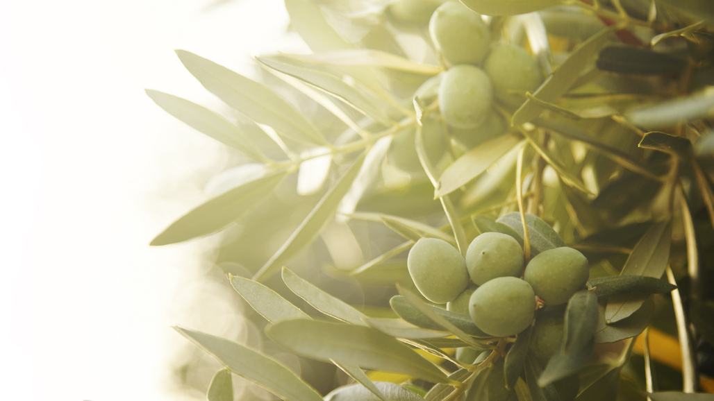New Board Representatives at the Olive Oil Commission of California