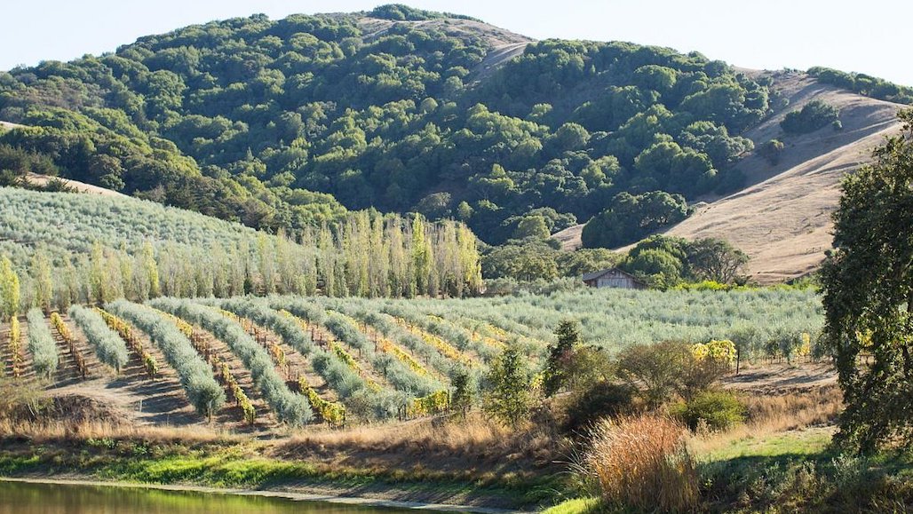 North Coast Olive Oil Field Day, Aug. 16