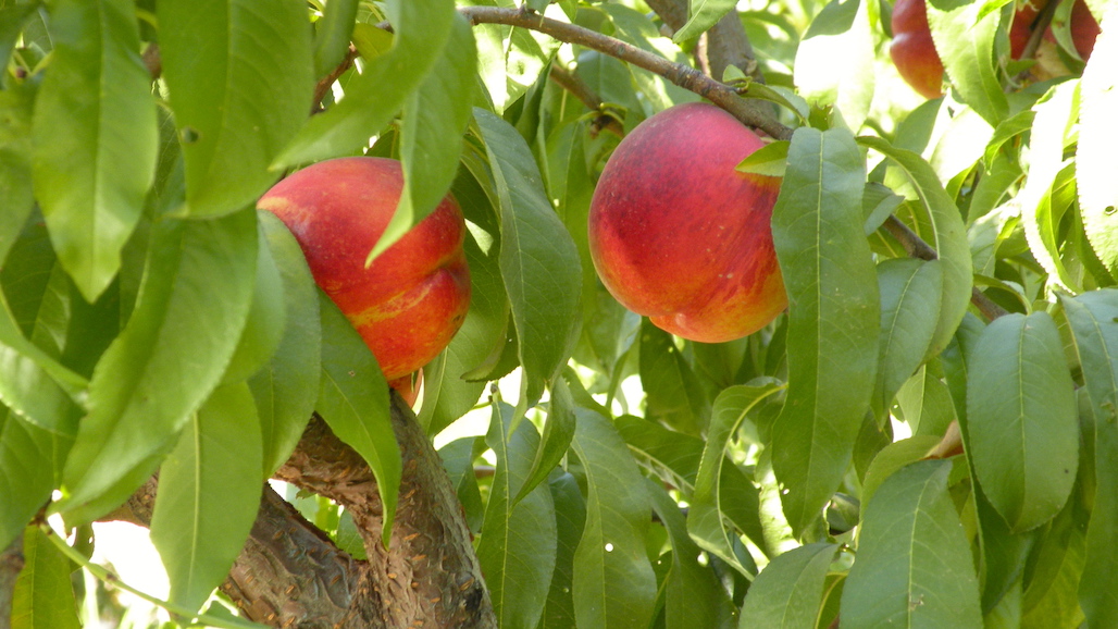 Australian Stone Fruit Production Picks Up, Recovers Post-Pandemic