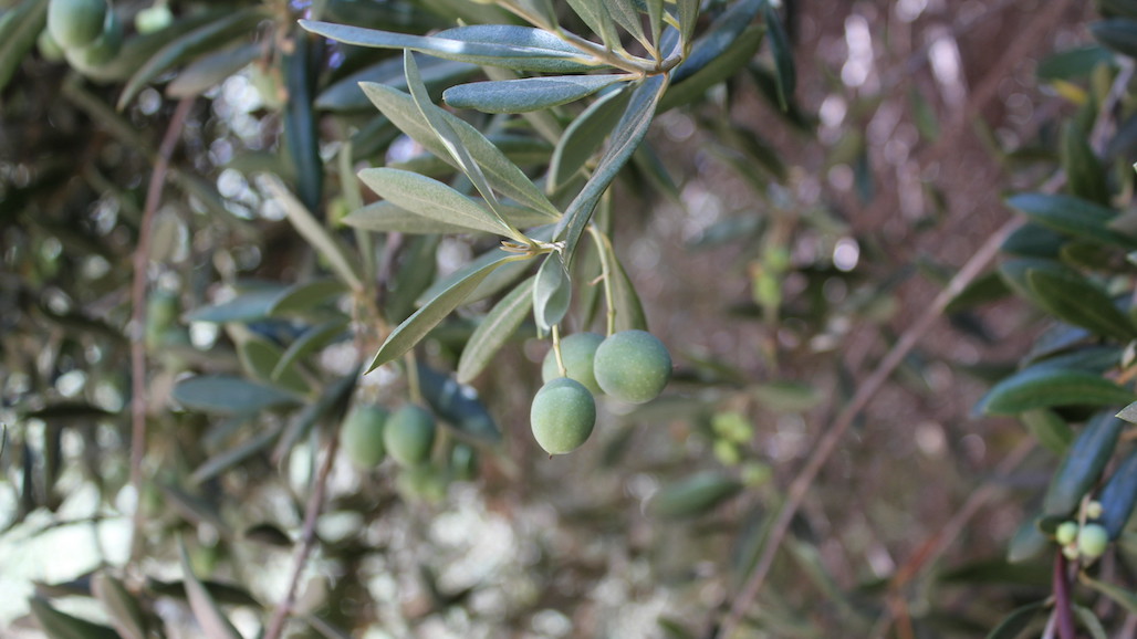CA Table Olive Forecast Down Considerably This Year