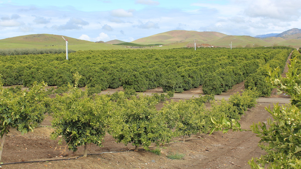 Navel Oranges Dominate CA Citrus Production, Mandarin Acreage on the Rise