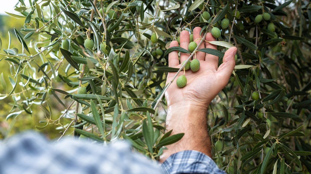 California Olive Oil Crop Estimate at 1.8 Million Gallons