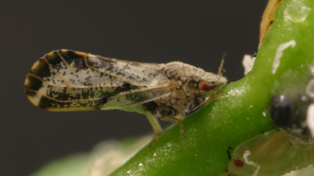 California Citrus Growers Invited to Apply for CA-CRaFT ACP Mitigation
