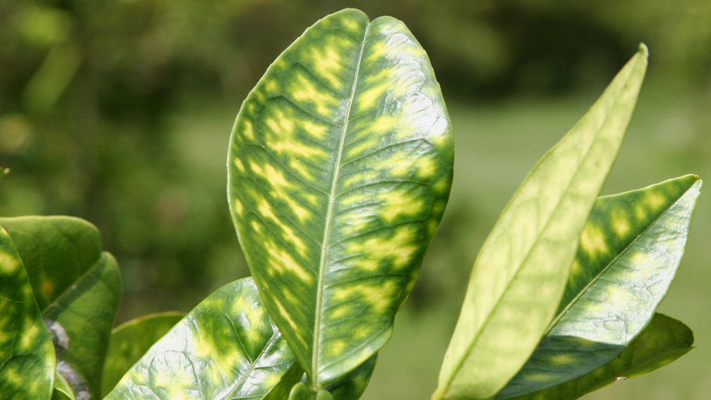 Results from New Citrus Rootstock, Scion Combination Experimental Grove on HLB Tolerance