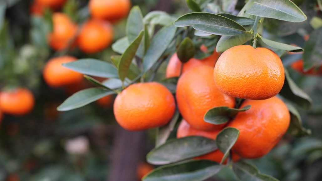 Survey Suggests Much Higher California Mandarin Crop Yield this Season