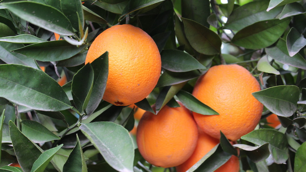 California Navel Orange Production Forecast Up 19%