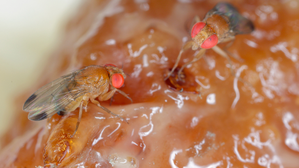 Thirteen UC Davis Scientists Contribute to Special Journal Edition on Spotted-Wing Drosophila