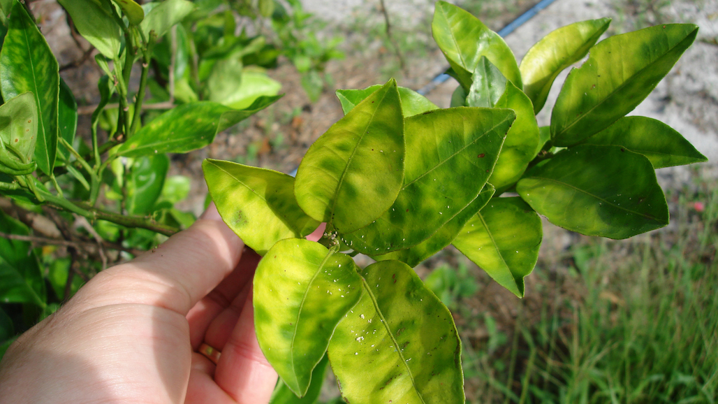Promising Advancements in Biocontrol Treatment that Slows Citrus Greening