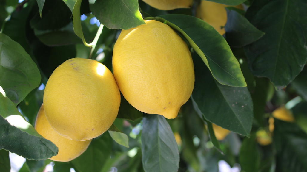 Fruit World Anticipates Abundant Organic California Lemon Crop