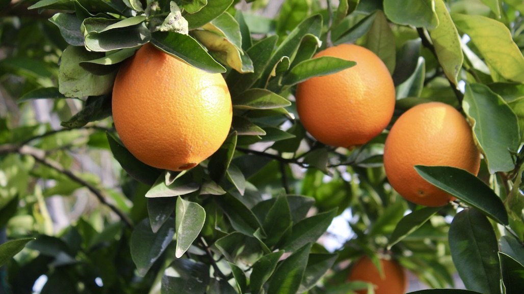 California Citrus Growers Optimistic for the Upcoming Navel Orange and Mandarin Season