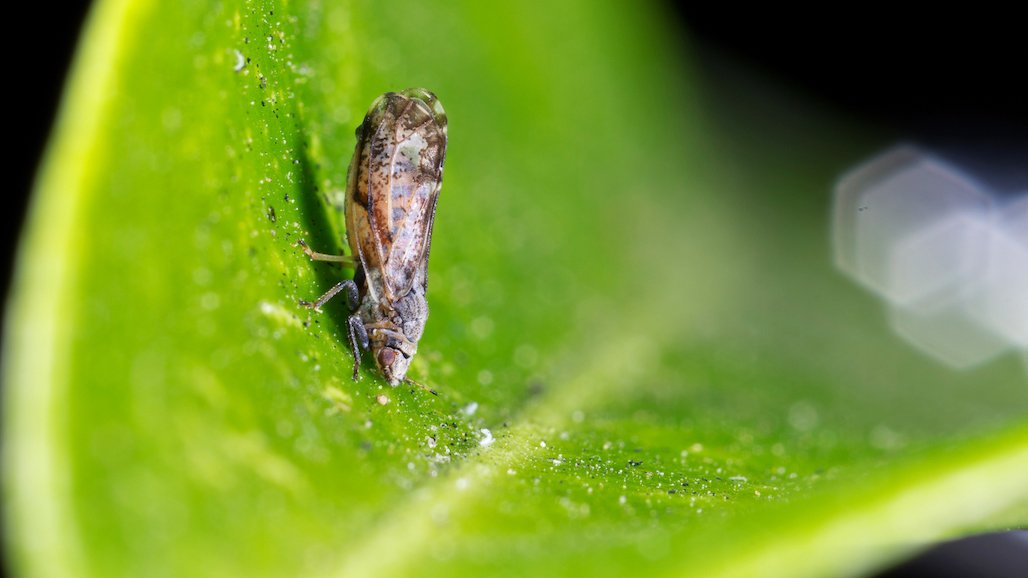 NIFA Invests $21.7M in Emergency Citrus Disease Research and Extension