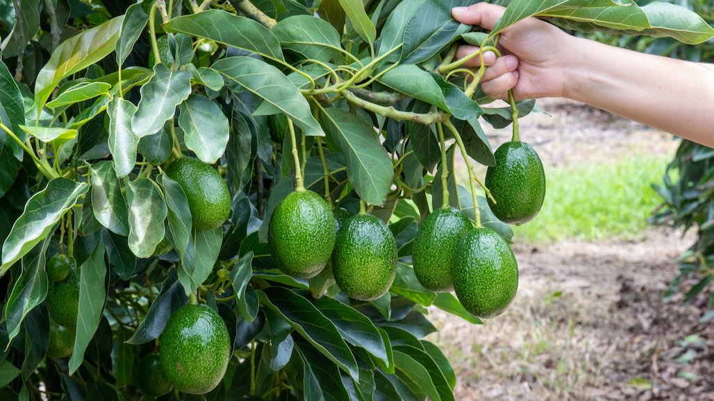 Upcoming SJV Avocado Meeting And GEM Grove Tours