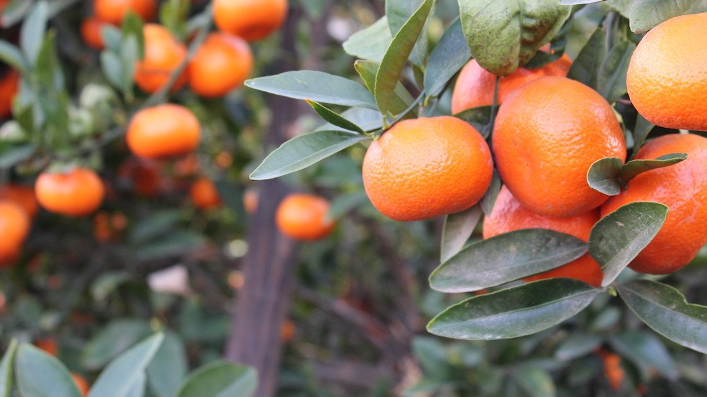 Slight Increase in Assessment Rate for California Citrus Research Program