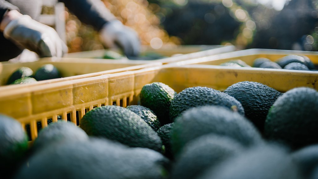 2023 California Avocado Crop Estimate And Projections