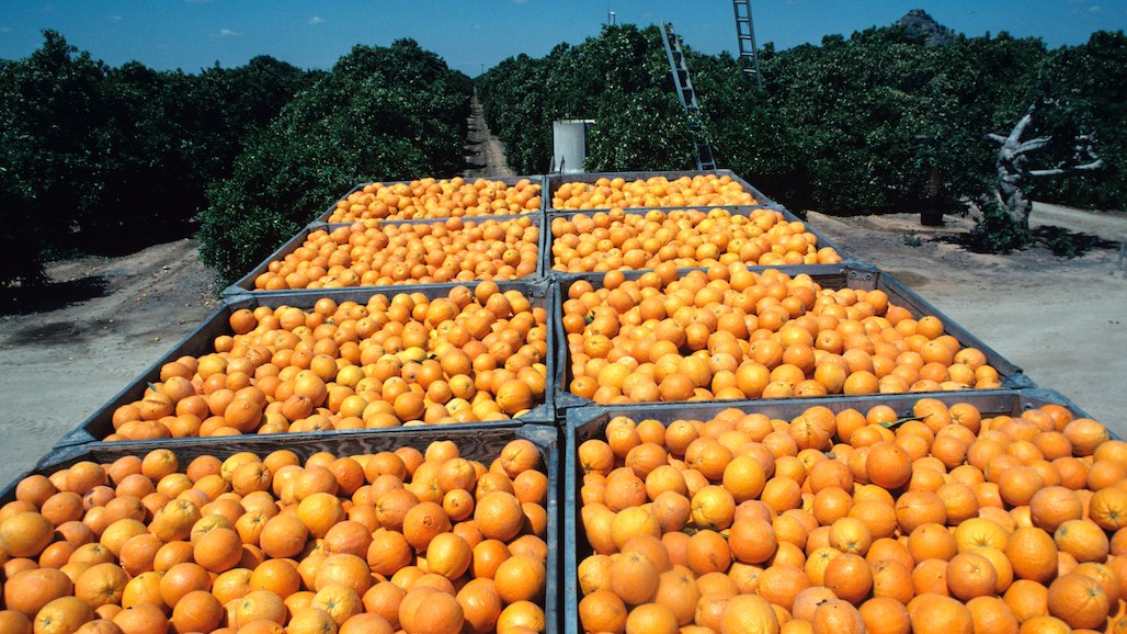 USDA Announces Record Citrus Purchase