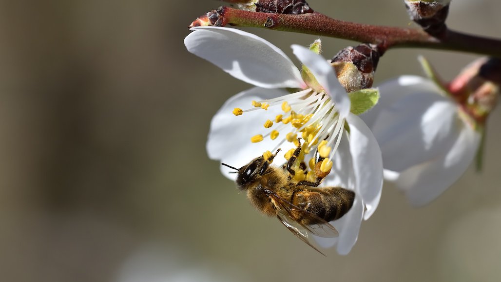 Growing Matters Launches Fifth Annual BeSure! Stewardship Campaign to Help Protect Pollinators During Planting Season