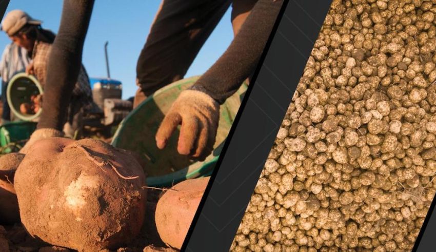 Breeding a Better Potato for a Better Potato Chip
