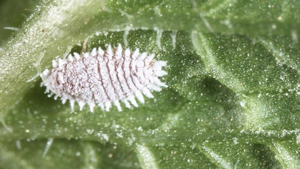 Citrus Mealybug Field Day, May 5