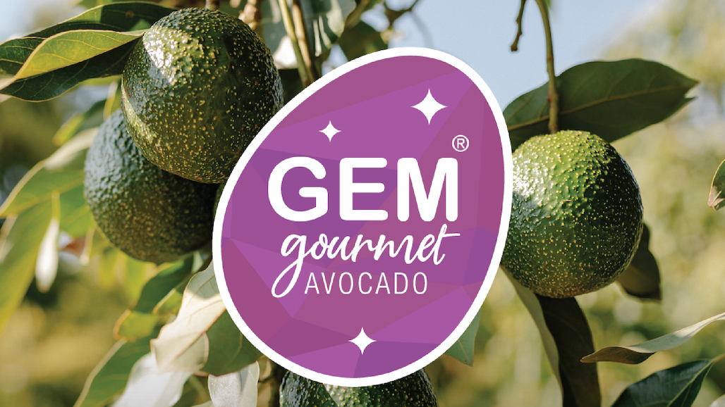 Westfalia Fruit Expecting Strong 2023 Gem Avocado Season