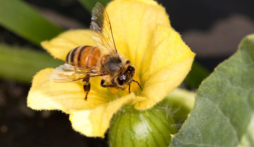 Soil Nutrients Affect How Attractive Plants Are to Bees From the Ground Up