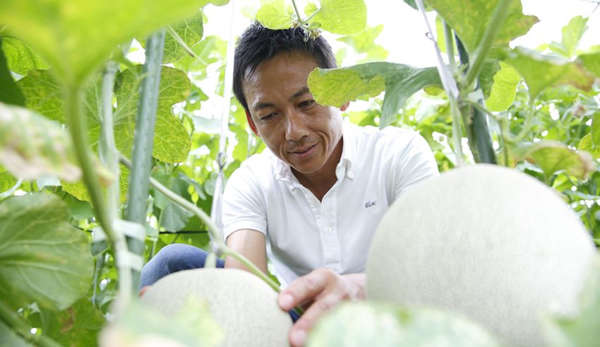 Bringing Japanese Melon Varieties to the US